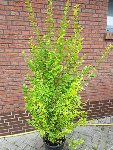Goldliguster Ligustrum ovalifolium Aureum Solitär 150-175 cm hoch im 15 Liter Pflanzcontainer