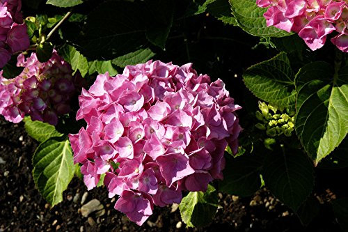 Hortensie Bauernhortensie Bouquet Rose Hydrangea macrophylla Bouquet Rose Containerware 30-40 cm hoch