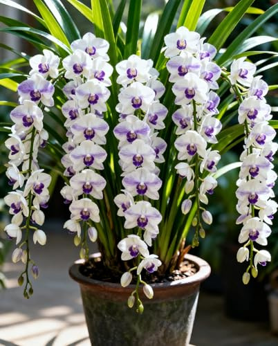 Orchidee Cymbidium con rizomi resistenti: varietà selezionate per uso esterno, profumate e ideali per la vista dal balcone-5 Rhizome-A