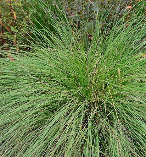 Tautropfengras - Sporobolus heterolepis - lebende Gartenpflanze aus den Baumschulen