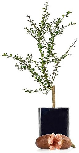 Citrus australasica Tree Caviar Lime or Finger fime in 12cm Pot Approx 20 cm Tall