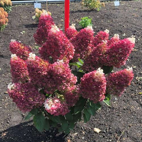 Piante Vere da Esterno - 3 Ortensie Paniculata Little Rosy - Perenni - Piante e Fiori Esclusivi dall'Olanda - per giardino, vasi e balcone (non semi, non artificiali)