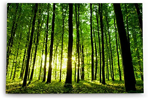 Paul Sinus Wandbilder Deko Kunstdruck 90x60cm Wald Bäume Sonnenstrahlen Natur Sommer Grün