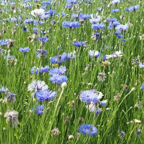 Semi di fiordaliso, Centaurea cyanus, semi di da balcone per esterno resistenti all'inverno da giardino 400pcs