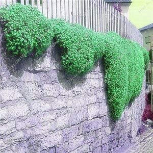 200 Creeping Thyme Seeds Flower Seeds Rock Cress Ground Cover Seeds Carpet Evergreen Plant Easy to Grow for Garden Lawn