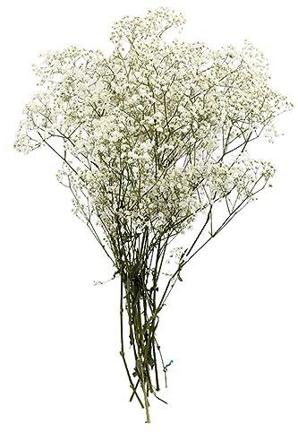TOPPERFUN Dried Flower Bouquet Getrocknete Gypsophila Blüten Für Dekoration Romantischer Blumenstrauß Weiß Für Hochzeiten Und Pflegeleicht Und Langlebig