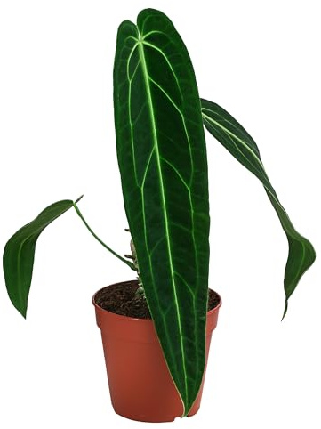 Dehner Herzblattblume, lange samtige Blätter, ca. 25 cm, Ø Topf 12 cm | Anthurium warocqueanum, Queen-Anthurium, Zimmerpflanzen-Rarität, pflegeleicht und luftreinigend, für helle Standorte