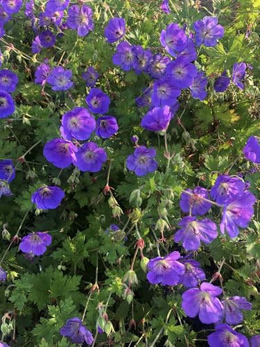 6 x Geranium 'Rozanne' - Fleur de cigogne pot de 9x9 cm