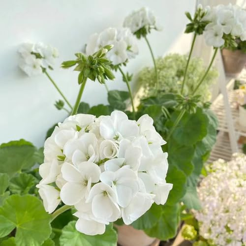 semi di geranio - giardino roccioso resistenti decorative soggiorno 350pcs