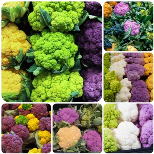 semi di cavolfiore selvatico, giardino biologici, resistenti esotiche, 800pcs