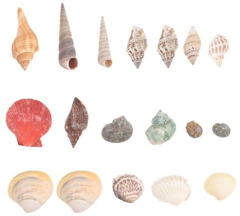 jojofuny 1 Schachtel Conch Dekoration Muscheln für DIY Handwerk Fischglas Natürliche Strand Muscheln für Wohnaccessoires und Puppenhaus Dekorationen