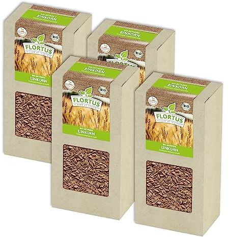 FLORTUS BIO Einkorn Getreide Samen 800g | Alte Sorten robustes Urgetreide zur Herstellung von Nudeln Brot Sauerteig & Microgreens | Sprossen Samen