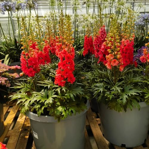 semi di delphinium perenne resistente, delfinio di da balcone perenni resistenti selvatici da balcone da giardino roccioso 550pcs