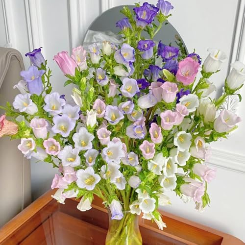 glockenblume - campanula medium - winterharte kübelpflanzen glockenblumesamen, topfpflanzen draußen winterhart seltene, wohnzimmer deko 70pcs