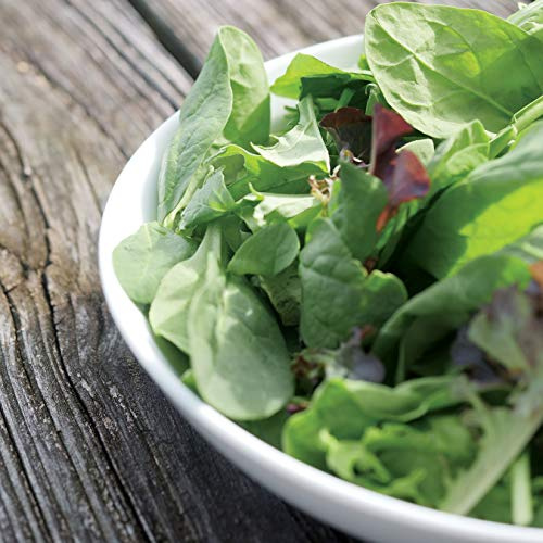 Park Seed Spinach Vegatable Plant Seeds, Easy to Grow, Variety of Colors, Spring Garden, Salad Variety Blend, Pack of 200
