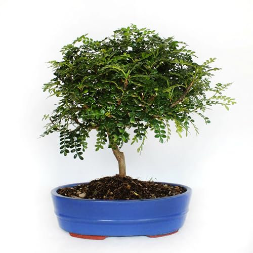 KENTIS - Bonsai Zanthoxylum Piperitum - Sichuan Pfeffer Bonsai - Pfefferpflanze - Echte Pflanzen - Hoch 30-40 cm Keramiktopf Ø 26 cm