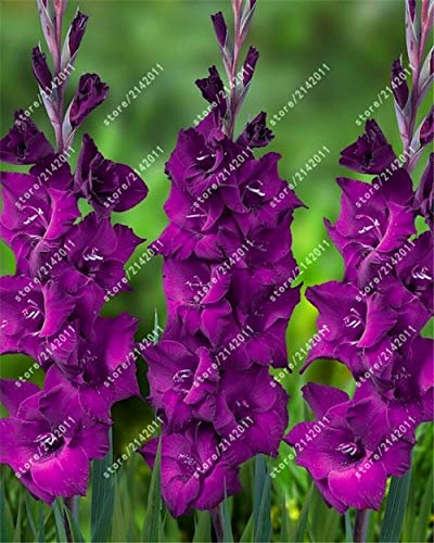 Neue 100 Stück halbglänzende Gladiolen für den Garten Violett