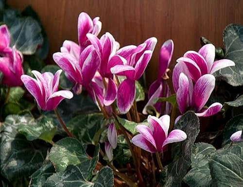 100 graines de fleurs de cyclamen fraîches et neuves