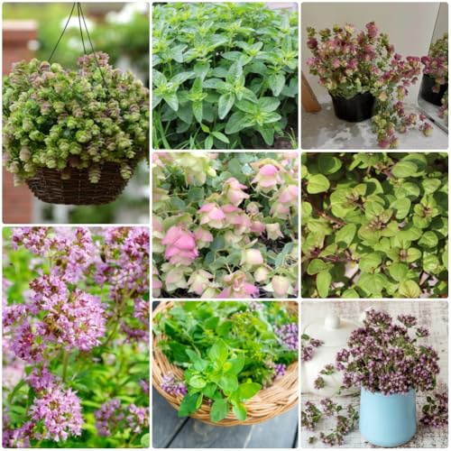 OreganoSamen, kräuterbeet balkon Origanum vulgare, wildkräuter geschenke für gärtner exotische kräutergarten balkon küchenkräuter 20pcs