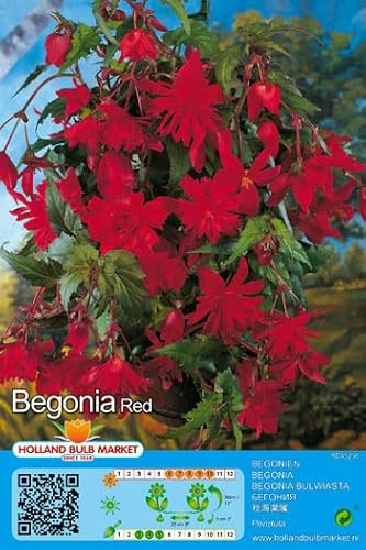 Ausverkauf Begonienzwiebeln : Begonia - Begonie  pendula red  1 Blumenzwiebel/Knolle