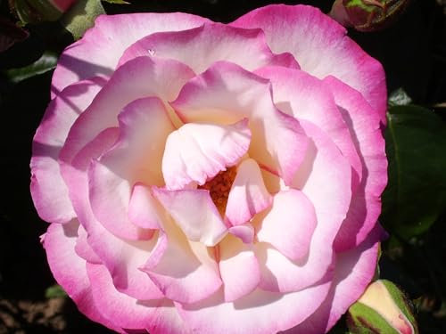 Handel - Climbing Creamy White Rose with Bright Pink Edges - 4L Potted