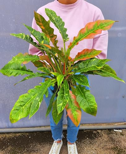 POWERS TO FLOWERS - PHILODENDRON, PHYLODENDRON, MONSTERA RING OF FIRE, VASO 12CM, pianta vera