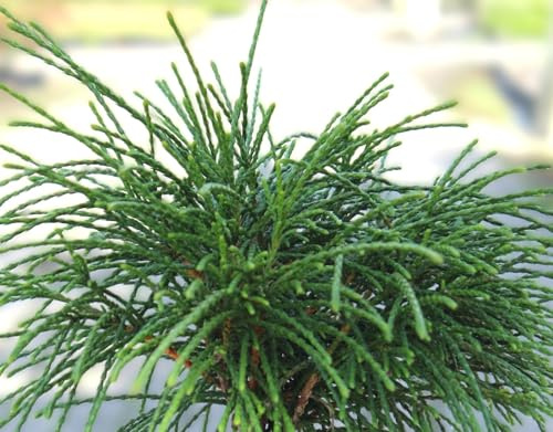 Faden Zwerg - Lebensbaum Thuja plicata Whipcord immergrün 20-25 cm