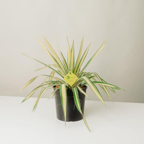 Plantì Yucca Filamentosa | Pianta Vera da Esterno, Resistente e Ornamentale | Adatta a Vasi e Giardini Rocciosi | Altezza Fino a 150 cm | Vaso da 19 cm