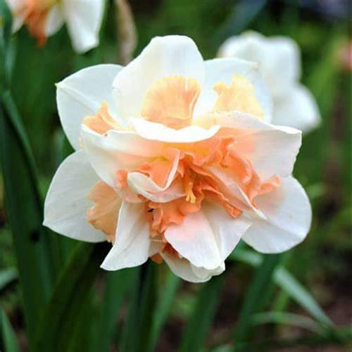 Narcisi Bulbi di Narciso Narcissus bulbi facili da piantare piantare giardini decorazioni per la casa