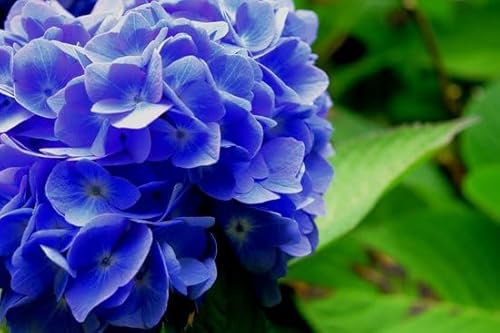 Ferrarium Hortensia Blauwmaker 500 g – ortensia blu – per splendidi fiori blu – facile da applicare