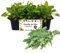 P. Piantine da Orto | Rucola, Kit 9 Piantine, Pianta Pronta per il Trapianto, Pianta Vera da Orto, da Balcone e da Esterno, Vivaio Italiano