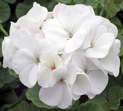 100 graines de fleurs de pélargonium blanc
