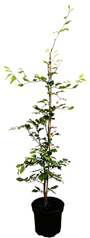 Fagus sylvatica 60–80 cm – Winterhart, Mehrjährig, Pflegeleicht – Rotbuche – Heckenpflanze für Garten & Sichtschutz