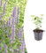Agastache 'Blue Fortune' | 12 piezas - 10-25cm - Ø9cm - Planta de jardín