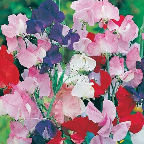 Sweet Pea Flower Seeds Heaven Scent Mixed - Giant Waved Multi Colour 40 Seeds