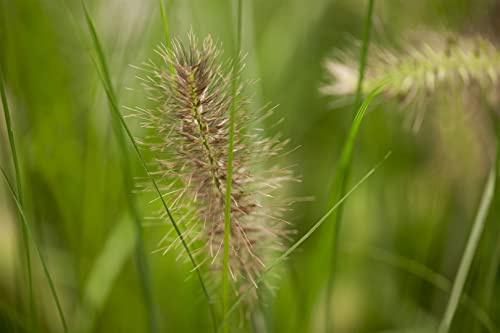 Lampenputzergras Pennisetum alopecuroides Little Bunny Zwerg winterhart | kompakter Wuchs, sonniger Standort, dekorative Ähren, ideal für Steingarten und Terrasse, robust und schnittverträglich