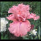 Bulbos de iris Plantas perennes resistentes - Mezcla de bulbos de flores - Adecuada para plantas de flores de jardín en macetas-10bulbos-C