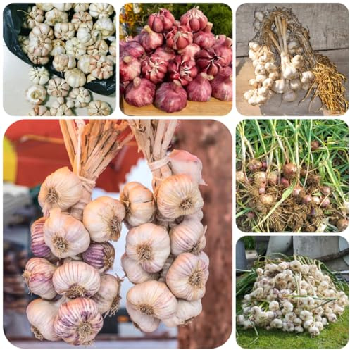ajo orgánicas cubrir el suelo plantar ajo Variedades de hortalizas tradicionales,s y silvestres, Semillas de hortalizas y medicinales balcón 250semillas