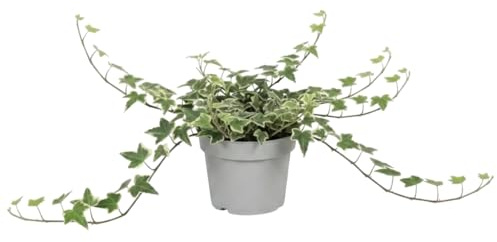 Hedera Helix Variegata Planta Viva Hiedra de hojas variegatas DECOALIVE | Decoración Verde y Crema | Maceta 13 cm Diámetro | Altura 25 cm