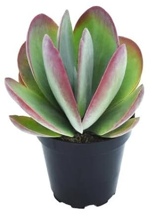 DECOALIVE Kalanchoe Bordes Rojos Planta Natural Bryophyllum Thyrsiflora,8435712007771