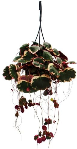 Pflegeleichte Mini-Ampelpflanze - Saxifraga stolonifera tricolor - Hängender Steinbrech