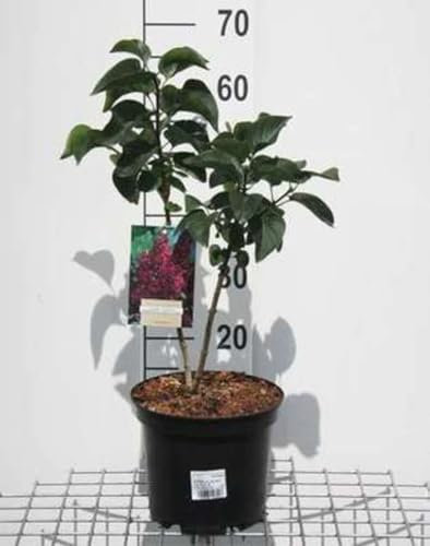 Syringa vulg. 'And. An Ludwig Späth' - Lilas Commun 'Souvenir De Louis Späth' 50-60 cm en pot