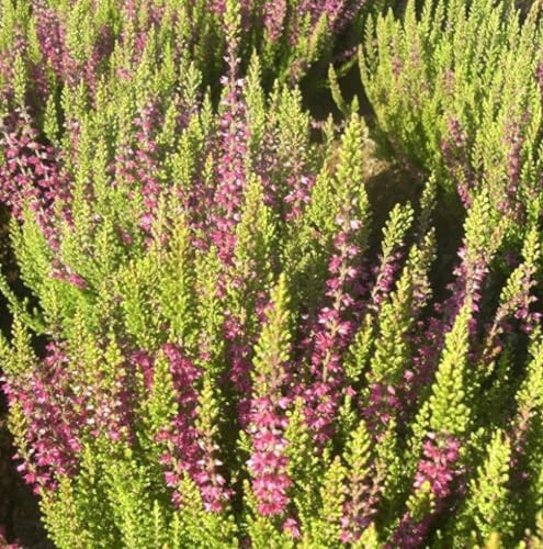 Besenheide Calluna vulgaris Roter Oktober Sommerheide 10-15 cm immergrün