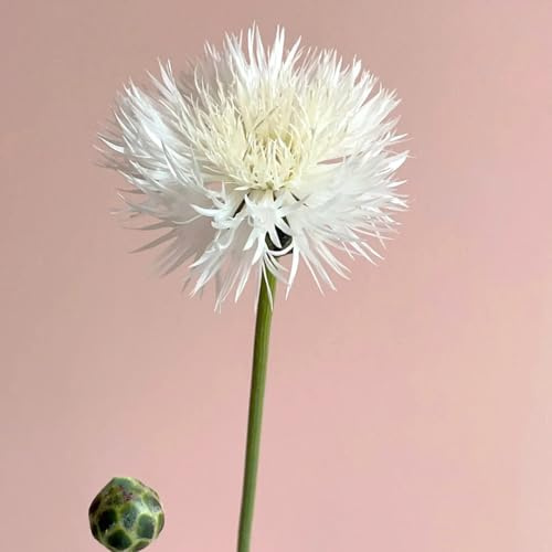 semillas de aciano jardín exóticas balcón interior Decoraciones 150pcs