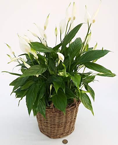 POWERS TO FLOWERS - SPATIFILLO IN CESTO VIMINI, Spathiphyllum, Giglio della Pace, Pianta Vera