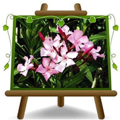 Oleandro Rosa Schwarz Oleander Ornamentpflanzen - auf Topf 18 cm - Höhe 80 cm