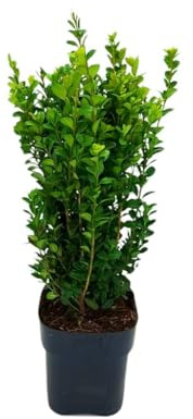 BUXUS SEMPERVIRENS | BOJ | MACETA 17 CM | ALTURA 40-50CM | PLANTA NATURAL