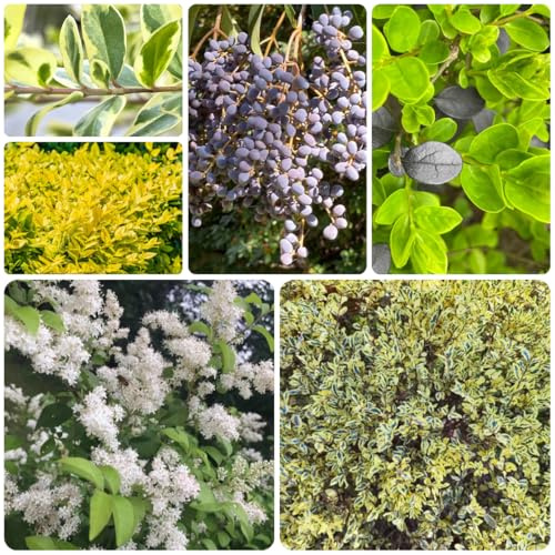 alheña semillas de de cobertura del suelo Ligustro lucidum resistentes jardines rocas seto hoja en macetas resistentess rápido crecimiento 250semillas