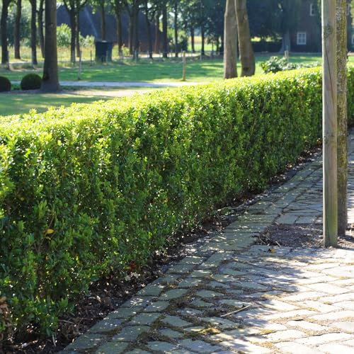 Stechpalme 'Impala®', Höhe 30-40 cm, Topf 2 Liter, 10 Pflanzen