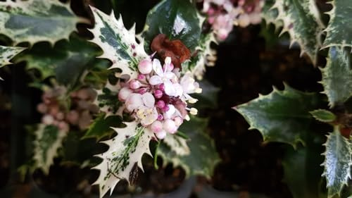 Ilex aquifolium 'Ingramii' / Houx commun panaché/Conteneur de 2 à 2.9 litres/Arbuste Persistant